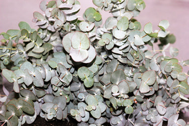 20 SILVER DROP EUCALYPTUS Gunnii Cider Gum Silver Blue Foliage Florist Tree Seeds
